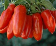 pomodoro_san_marzano