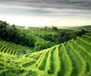 vigneti_conegliano_valdobbiadene