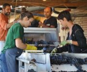 Vendemmia_in_rosa_a_Montepulciano_2