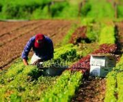 coltivazioni_biologiche_generico1