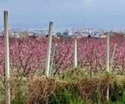 vigneti_chiaiano_napoli