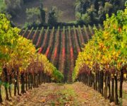 vigneti_vernaccia_san_gimignano