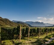 FlorianAndergassen_beretsch