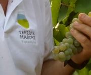 Terroir_Marche_uva