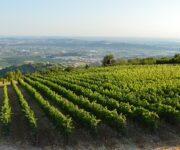 Vigneto_La_fabriseria_di_Tedeschi_in_Valpolicella_classica