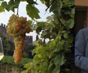 consorzio-vini-soave
