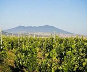 vigneti_basilicata_vulture