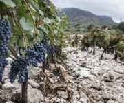 vigneti_campania_distrutti