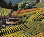 vigneti_colli_tortonesi