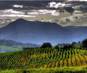 vigneti_marche