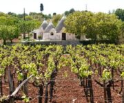 vigneti_puglia