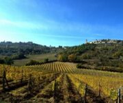 vigneti_umbria