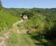 La_vigna_dei_100_anni