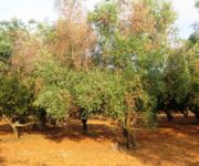 Xylella_salento_4