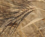 grano_senatore_cappelli