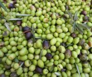 olive1
