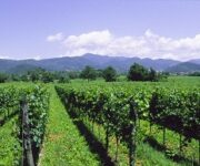 vigneti_franciacorta1