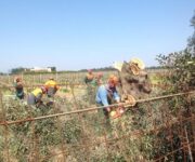 xylella_abbattimenti_2