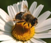 vespe_impollinazione