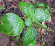 Egoma_Perilla_Frutescens