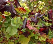 flavescenza_della_vite