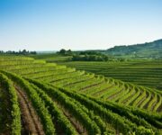 vigneti_collio