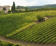 vigneti_montalcino