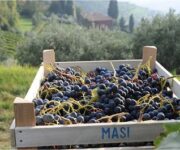 masi_agricola