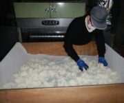 sak_-_fermentazione_riso