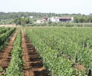 FOTO_VIGNETI_E_CANTINA_TORREVENTO1