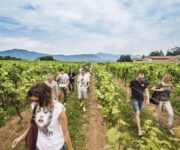 Vigneto_di_Franciacorta_ph_N_Tirelli