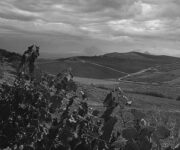 vigneti_alessandro_di_camporeale