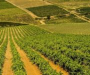 vigneti_cantine_europa