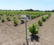 vigneti_grillo_mozia