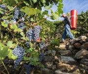 Mondial_des_Vins_Extremes