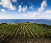 Vigneti_malvasia_eolie