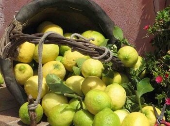 Limoni dell’Etna