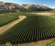 vigneti_nuova_zelanda