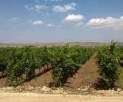 Primitivo_a_spalliera