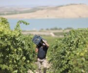 Vendemmia_generico_21