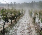 languedoc-hail-despey-630×417