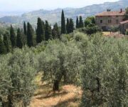 uliveti_toscana