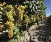 Moscato_ph__Enzo_Massa_1