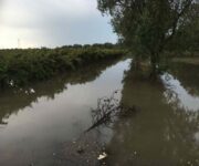 puglia_danni_vigneti_2