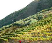 vigneti_mamertino_doc