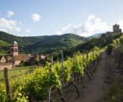 vigneti_alsazia_2