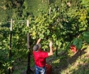 Vendemmia eroica – ph_Corrado_Piccoli