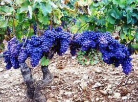 Vigneti Cannonau – foto archivio