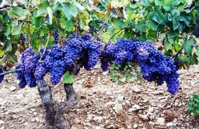 Vigneti Cannonau – foto archivio