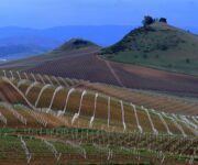 vigneti_tasca_dalmerita